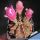 Gymnocalycium mihanovichii v. filadelfiense