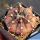 Gymnocalycium mihanovichii v. filadelfiense