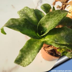 Ledebouria socialis f. major (Scilla socialis) broad leaf form