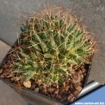 Mammillaria camptotricha f. (dull brownish spines)