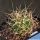 Mammillaria camptotricha f. (dull brownish spines)