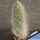 Opuntia erinacea v. ursina white spines form (Grizzly Bear Prickly Pear)