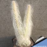 Opuntia erinacea v. ursina white spines form (Grizzly Bear Prickly Pear)