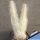 Opuntia erinacea v. ursina white spines form (Grizzly Bear Prickly Pear)