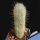Espostoopsis dybowskii (Cephalocereus dybowskii)