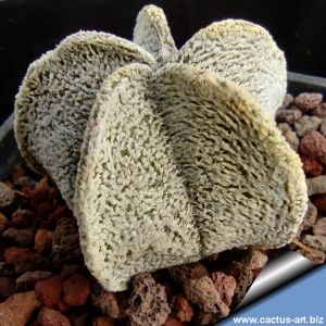 Astrophytum coahuilense PP478 Lerdo, Durango, Mexico