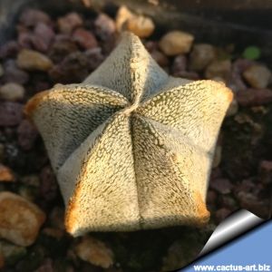 Astrophytum coahuilense PP478 Lerdo, Durango, Mexico