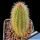 Cleistocactus ferrari MN90 Salta-Jujuy, Salta, Argentina 1450m