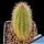Cleistocactus ferrari MN90 Campo Alegre, Salta-Jujuy, Argentina 1450m