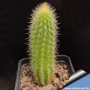Cleistocactus ferrari MN90 Campo Alegre, Salta-Jujuy, Argentina 1450m