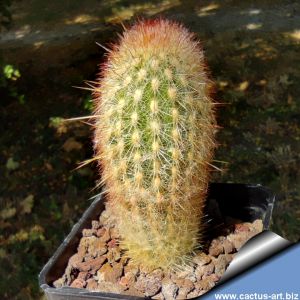 Espostoa mirabilis v. primigena