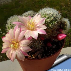 Rebutia cv. PINK 