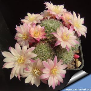 Rebutia cv. PINK 