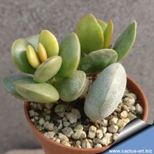 Adromischus montium-klinghardtii Mt. Aurus, Namibia