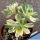 Aeonium castello-paiavae f. variegata (cv. SUNCUP)