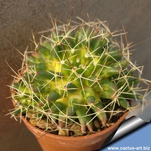 Mammillaria camptotricha f. variegata