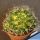 Mammillaria camptotricha f. variegata