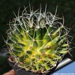 Mammillaria camptotricha f. variegata