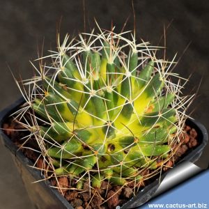 Mammillaria camptotricha f. variegata