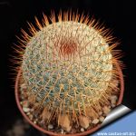 Mammillaria conspicua (Mammillaria haageana ssp. conspicua)