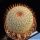 Mammillaria conspicua (Mammillaria haageana ssp. conspicua)