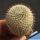 Mammillaria conspicua (Mammillaria haageana ssp. conspicua)