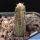 Monvillea spegazzinii (The moonlight Cactus)