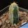 Monvillea spegazzinii (The moonlight Cactus)
