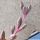 Senecio herreianus cv. PURPLE FLUSH (String of Beads)