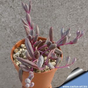 Senecio herreianus cv. PURPLE FLUSH (String of Beads)