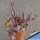 Senecio herreianus cv. PURPLE FLUSH (String of Beads)