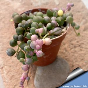 Senecio rowleyanus f. variegata (String of Pearls)