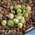 Senecio rowleyanus f. variegata (String of Pearls)