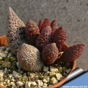 Adromischus marianae v. anticordatum