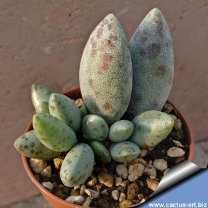 Adromischus filicaulis ANA61