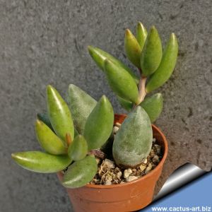 Adromischus marianae CR1177 North of Wuppertaal, Biedou Valley, South Africa.