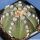 Astrophytum asterias cv. OOIBO (dotted body)