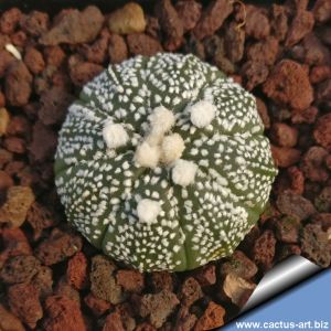 Astrophytum asterias cv. OOIBO (dotted body)