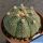 Astrophytum asterias cv. OOIBO (dotted body)