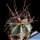 Astrophytum capricorne v. senilis