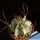 Astrophytum capricorne v. senilis