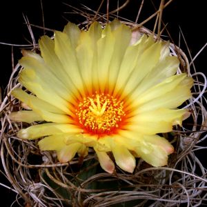 Astrophytum capricorne v. senilis