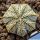 Astrophytum hybrid SK-CO (A. superkabuto x A. coahuilense) F2