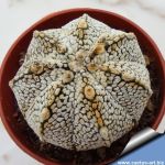 Astrophytum hybrid SK-CO (A. superkabuto x A. coahuilense) F2