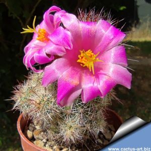 Mammillaria occidentalis Manzanillo