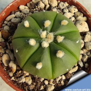 Astrophytum asterias cv. OOIBO + RURI  (nudum) KABUTO