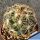 Coryphantha pectinata