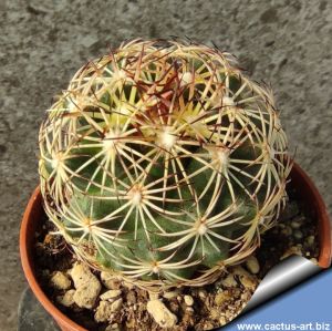 Coryphantha pectinata 
