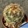 Coryphantha pectinata