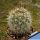Mammillaria cerralboa (Isla Cerralbo, BCS, Mexico)